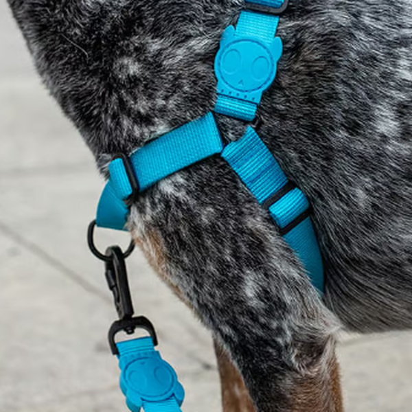 Peitoral Zee Dog antipuxão - Ultimate Blue